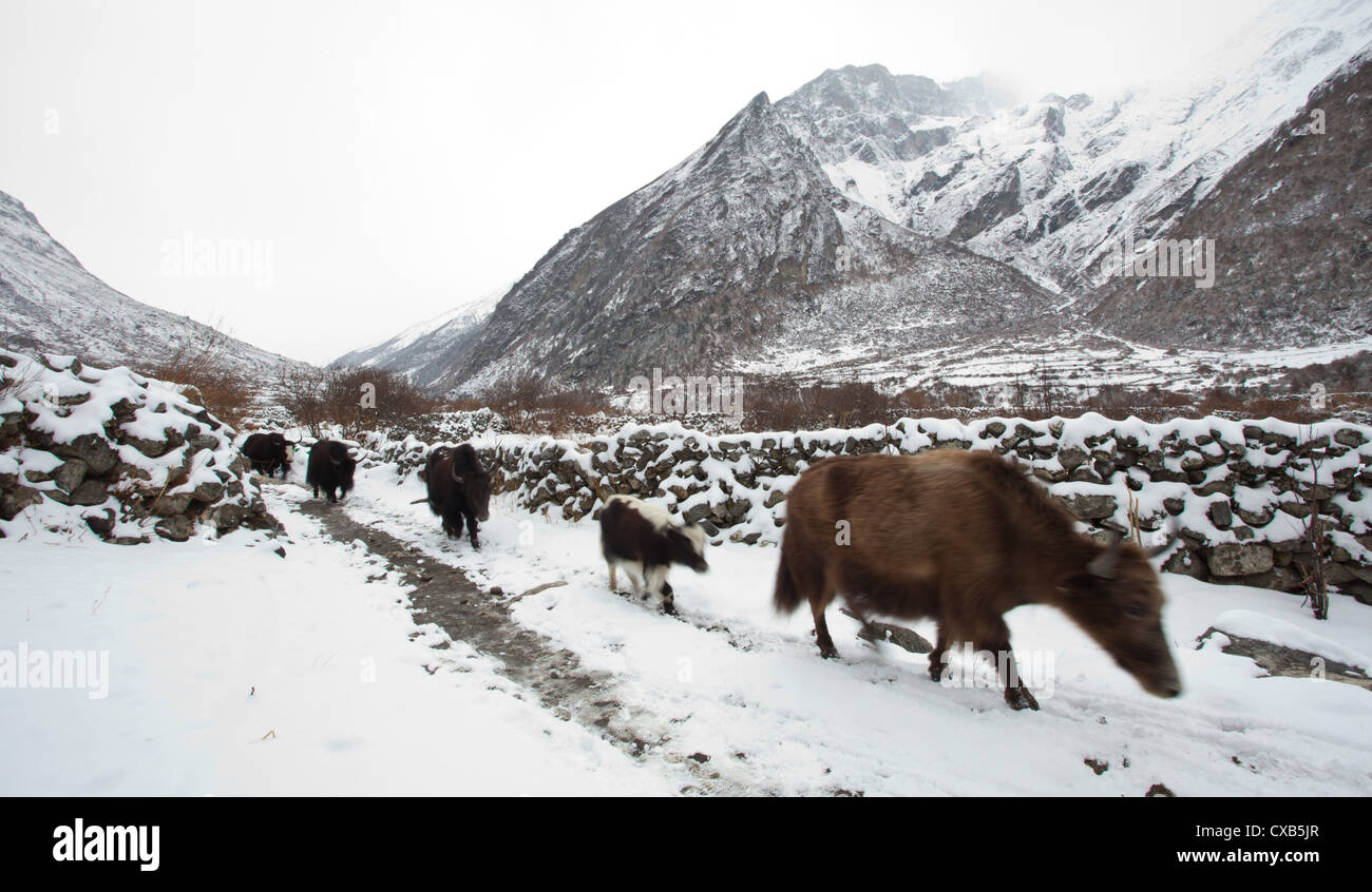 Yak a piedi lungo un sentiero coperto di neve, Langtang valley, Nepal Foto Stock