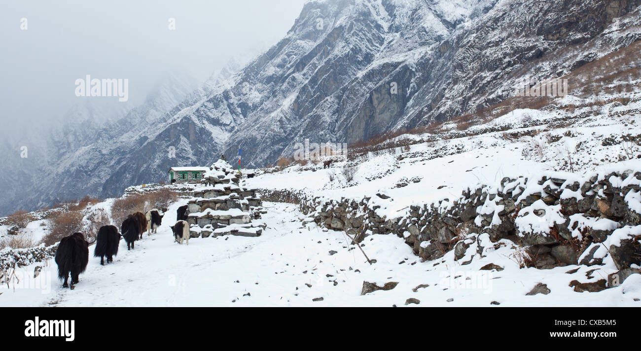 Yak camminando accanto a Mani muro di pietra ricoperta di neve Langtang valley, Nepal Foto Stock