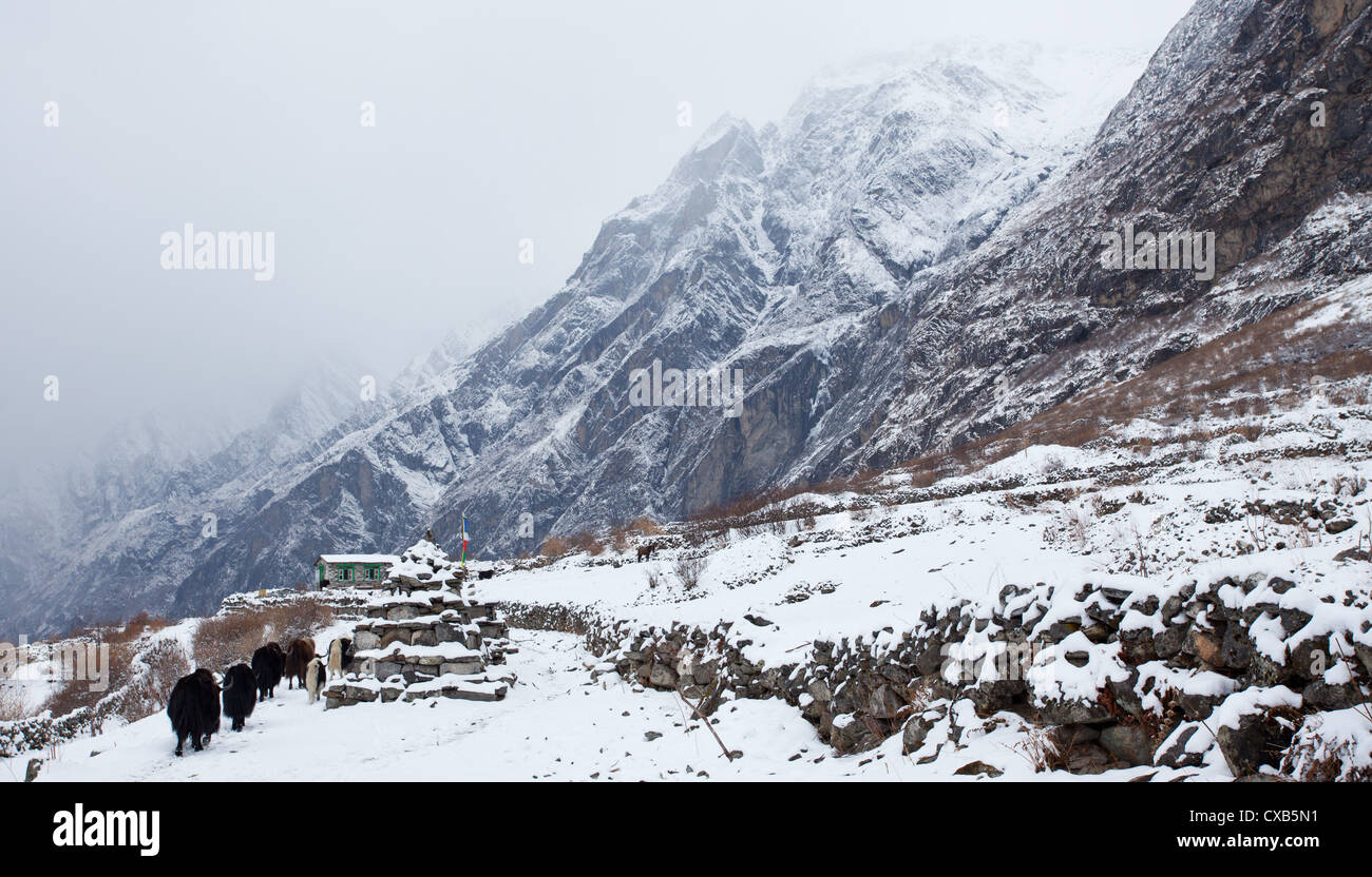 Yak camminando accanto a Mani muro di pietra ricoperta di neve Langtang valley, Nepal Foto Stock