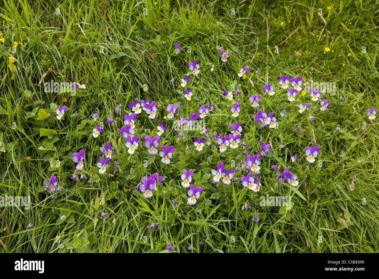 Un intrico di wild pansy Viola tricolore in crescita del Fiume Tees in casa Moro Teesdale superiore, nella contea di Durham Foto Stock