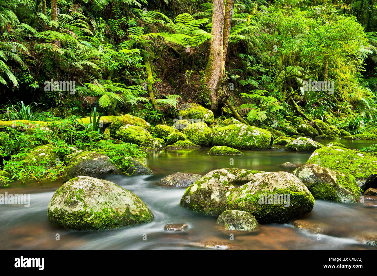 Brindle Creek che scorre attraverso la foresta pluviale di gamme di confine del Parco Nazionale. Foto Stock