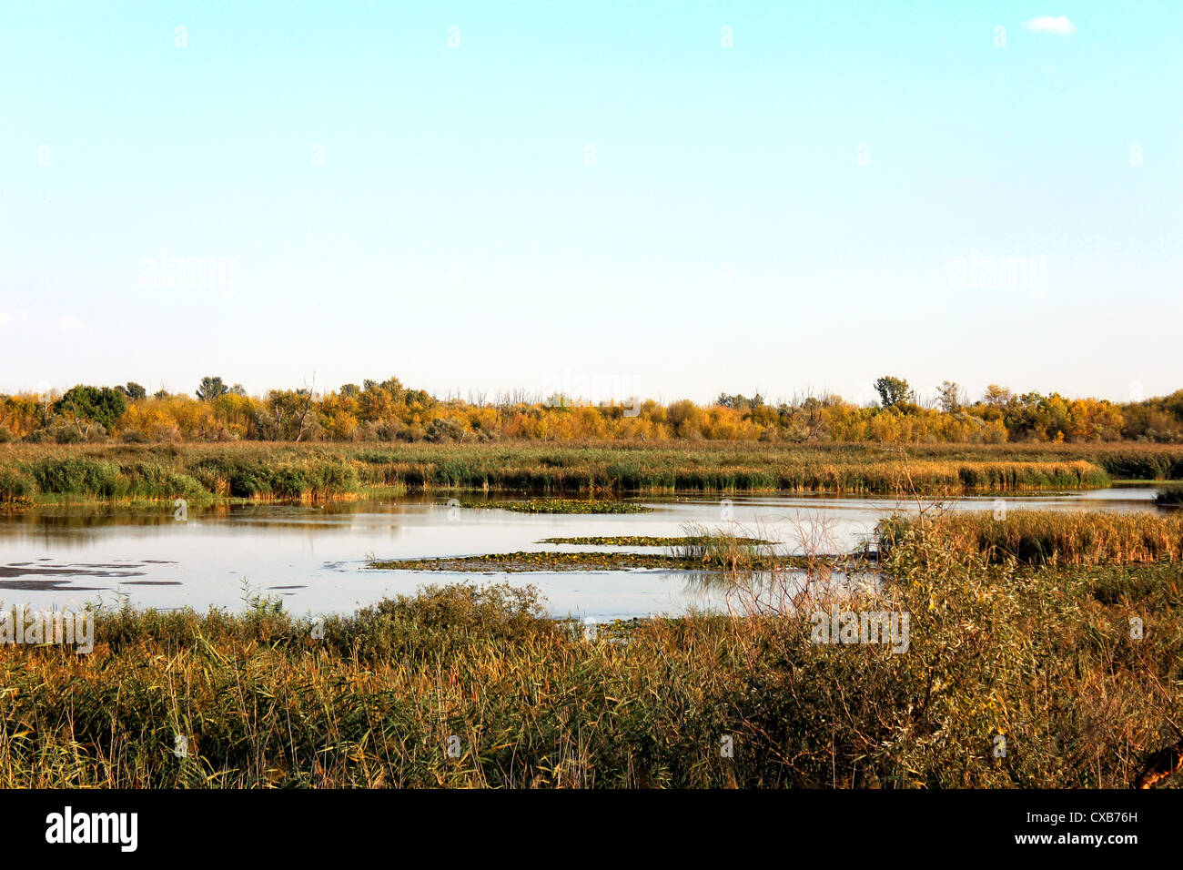 Il lago di acqua, fiume, verde erba, foglie, sun, uccelli, anatra, pesce, sun Foto Stock