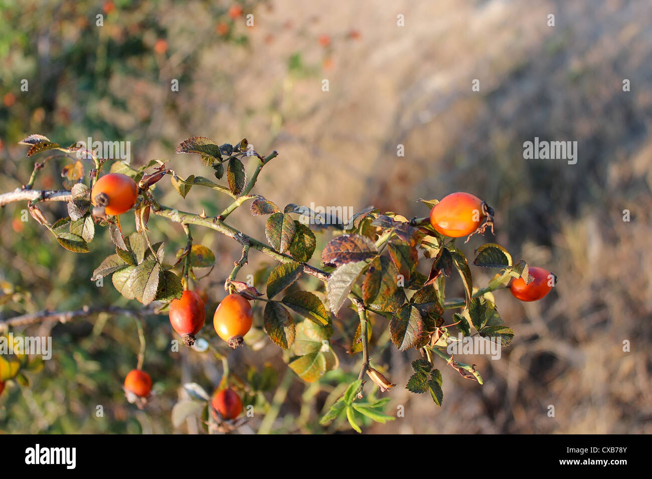 Melograno, frutta, rosso, alberi, verde foglia, stick, legno, erba, sun, foresta Foto Stock