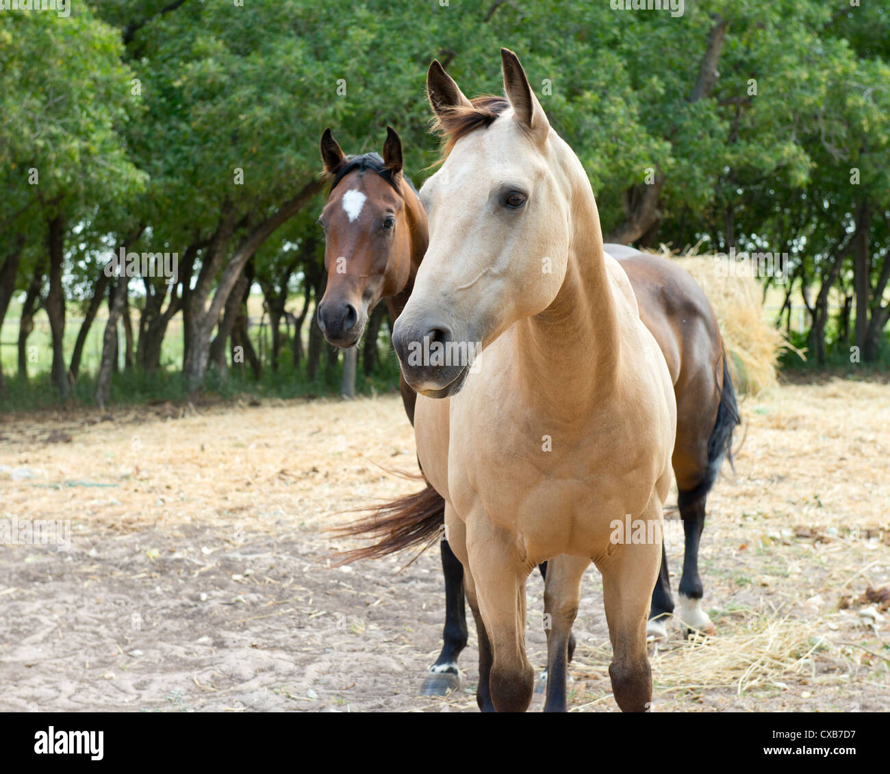 Due American Quarter Horses, un daino e una baia, Equus caballus, stando in piedi in un recinto con fieno. Oklahoma, Stati Uniti d'America Foto Stock
