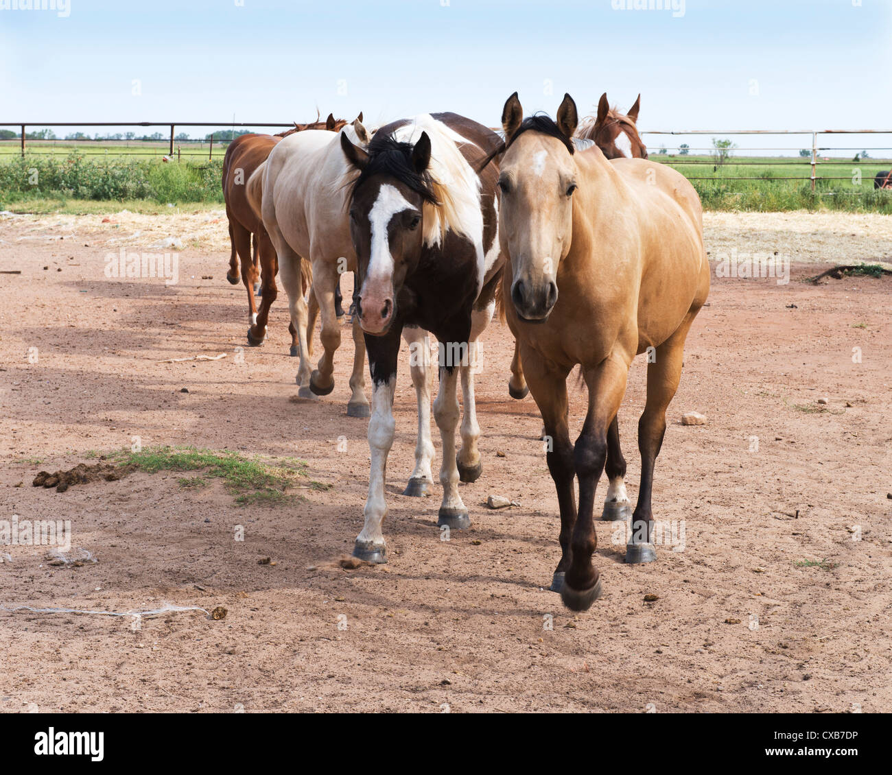Un American Quarter Horse allevamento, Equus caballus. Oklahoma, Stati Uniti d'America. Foto Stock