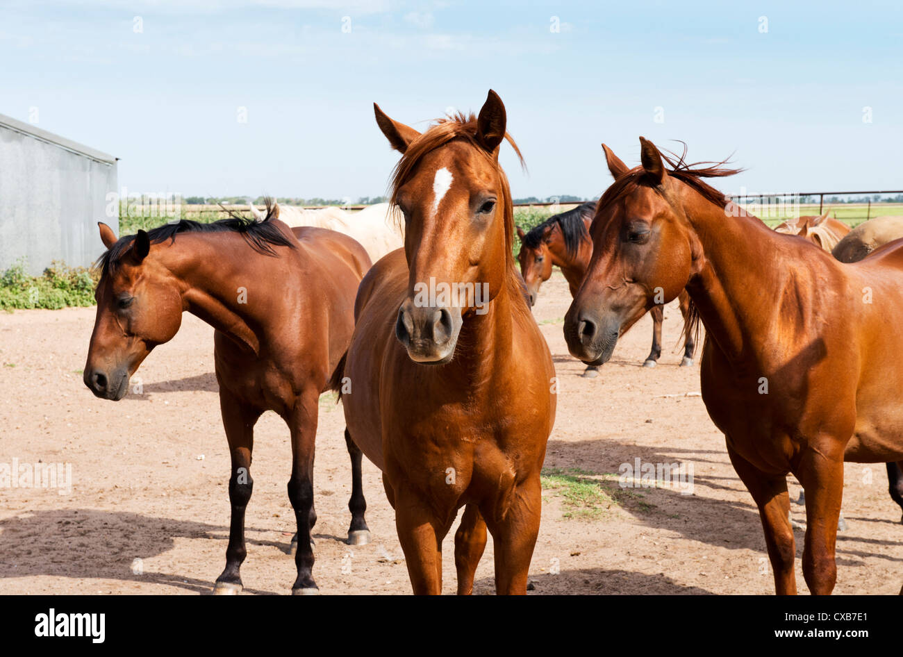 Un piccolo allevamento di Baia e sorrel American Quarter Horses, Equus caballus. Foto Stock