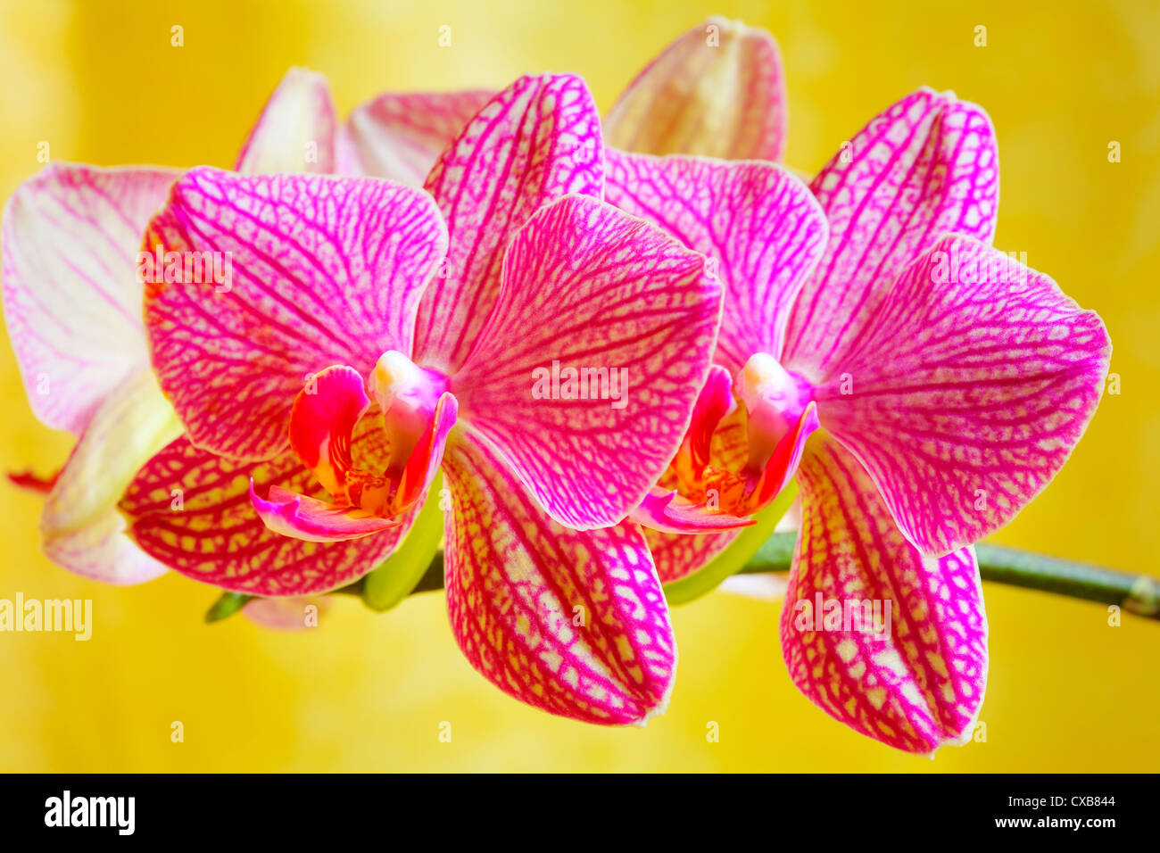 Close up di un fiore di orchidea su sfondo giallo Foto Stock
