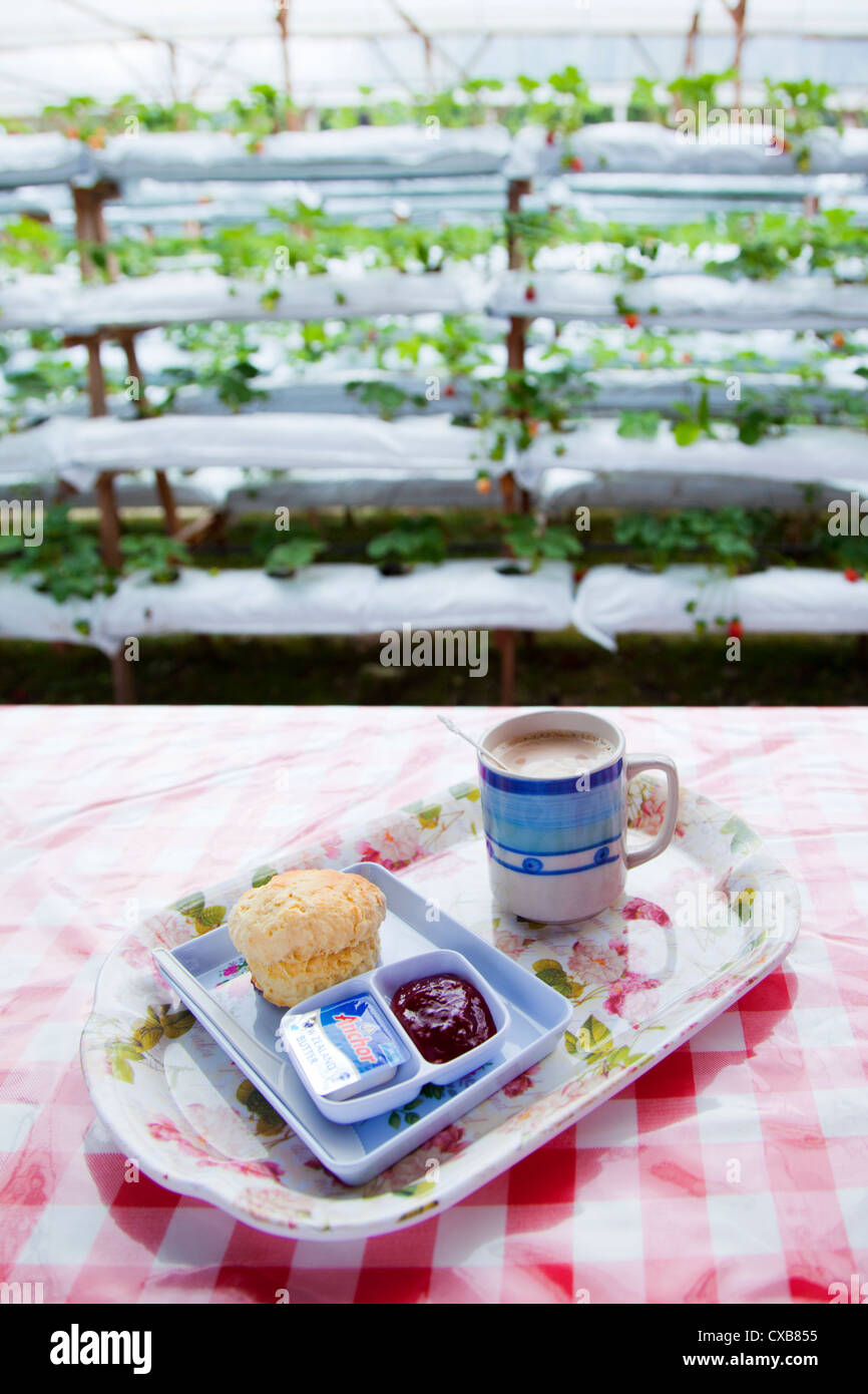 Il tè del pomeriggio presso la fattoria delle fragole in Cameron Highlands, Malaysia, sud-est asiatico Foto Stock