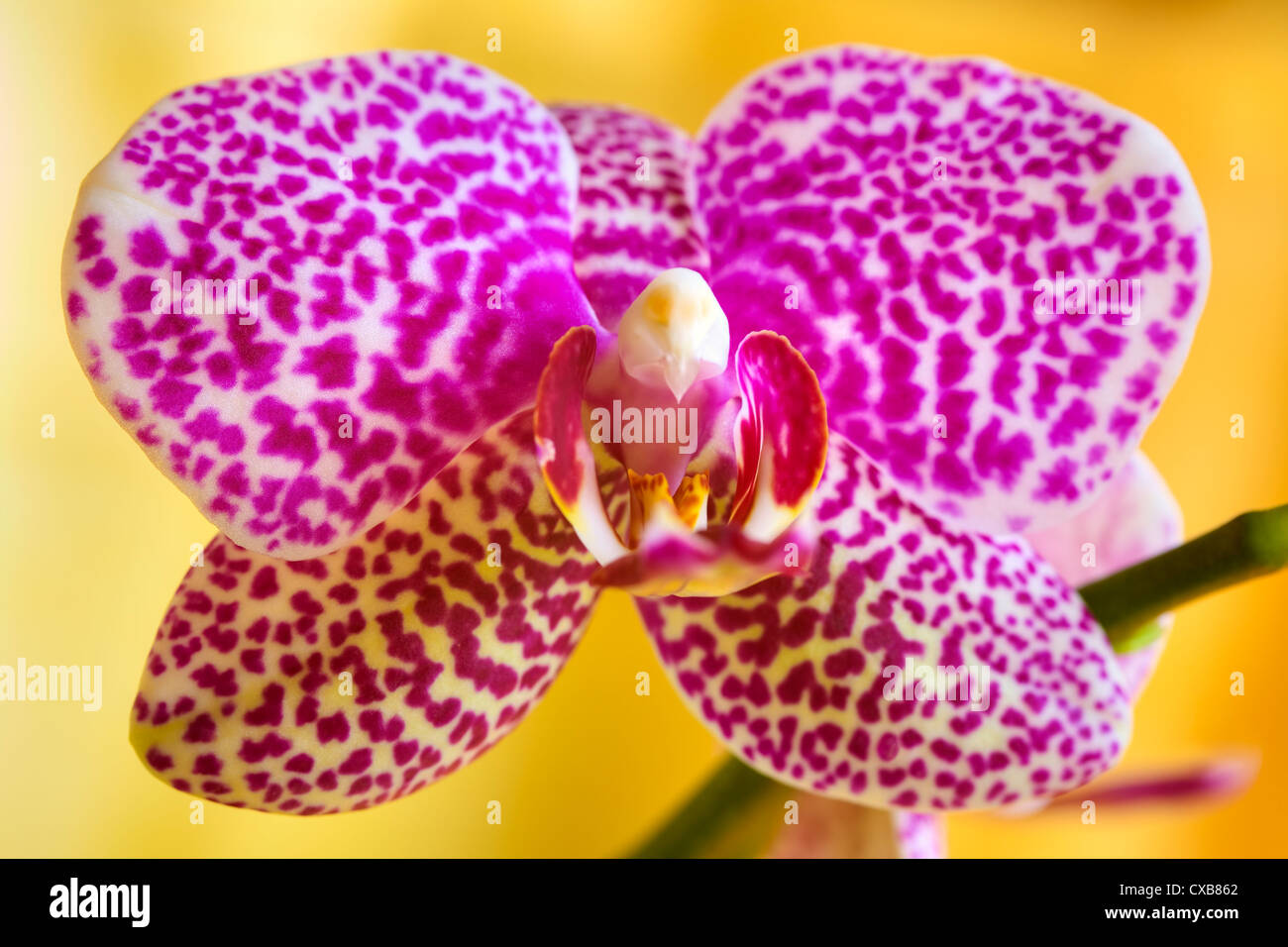 Close up di un fiore di orchidea su sfondo giallo Foto Stock