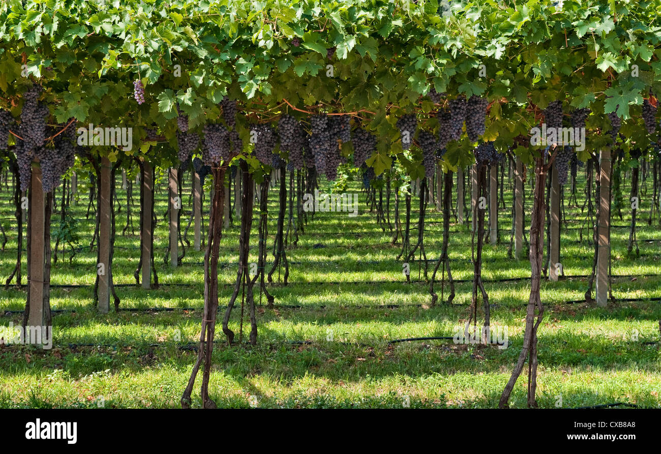 Uve nere maturate nel vigneto di Palazzo della Torre al momento della vendemmia, nella Valpolicella, vicino a Fumane, Veneto, Italia Foto Stock