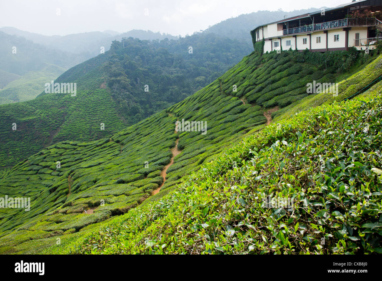 La piantagione di tè in Cameron Highlands, Malaysia, sud-est asiatico Foto Stock