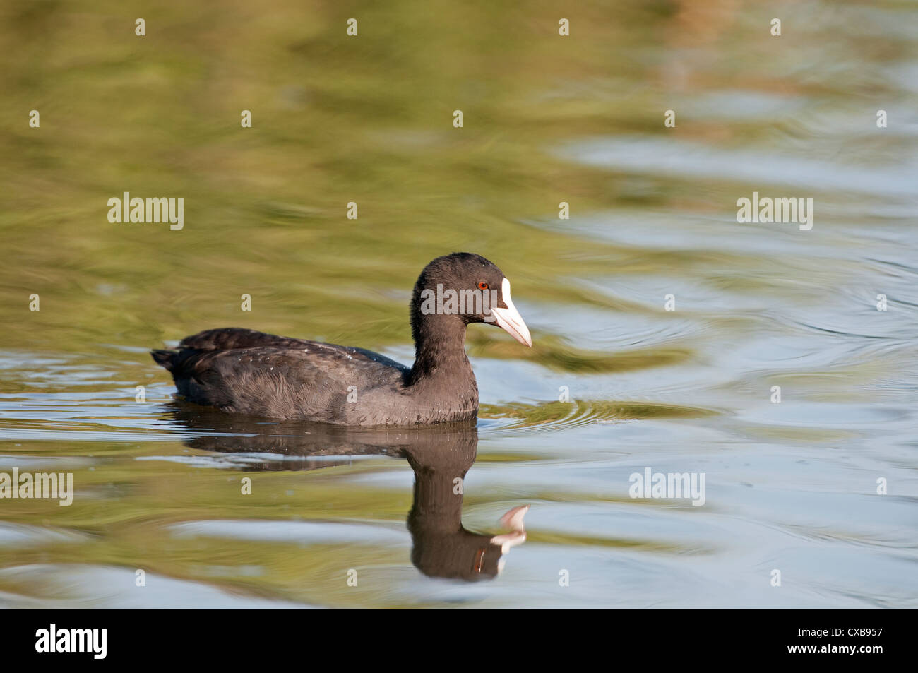 Eurasian Coot, fulica atra singolo uccello sull'acqua Foto Stock