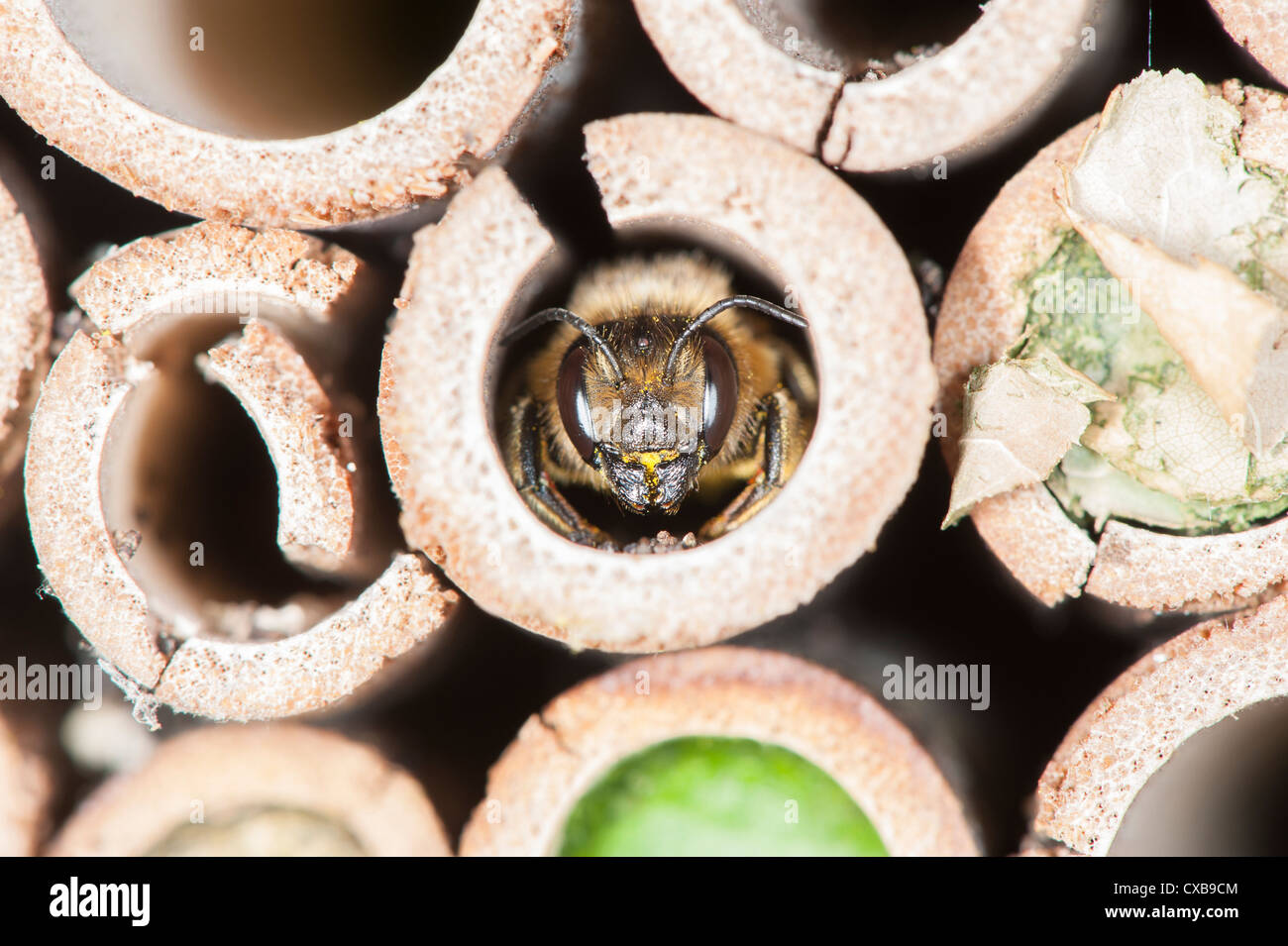 Foglia-Cutter Bee Megachile centuncularis emergente dal Giardino Cassetta di bug Foto Stock