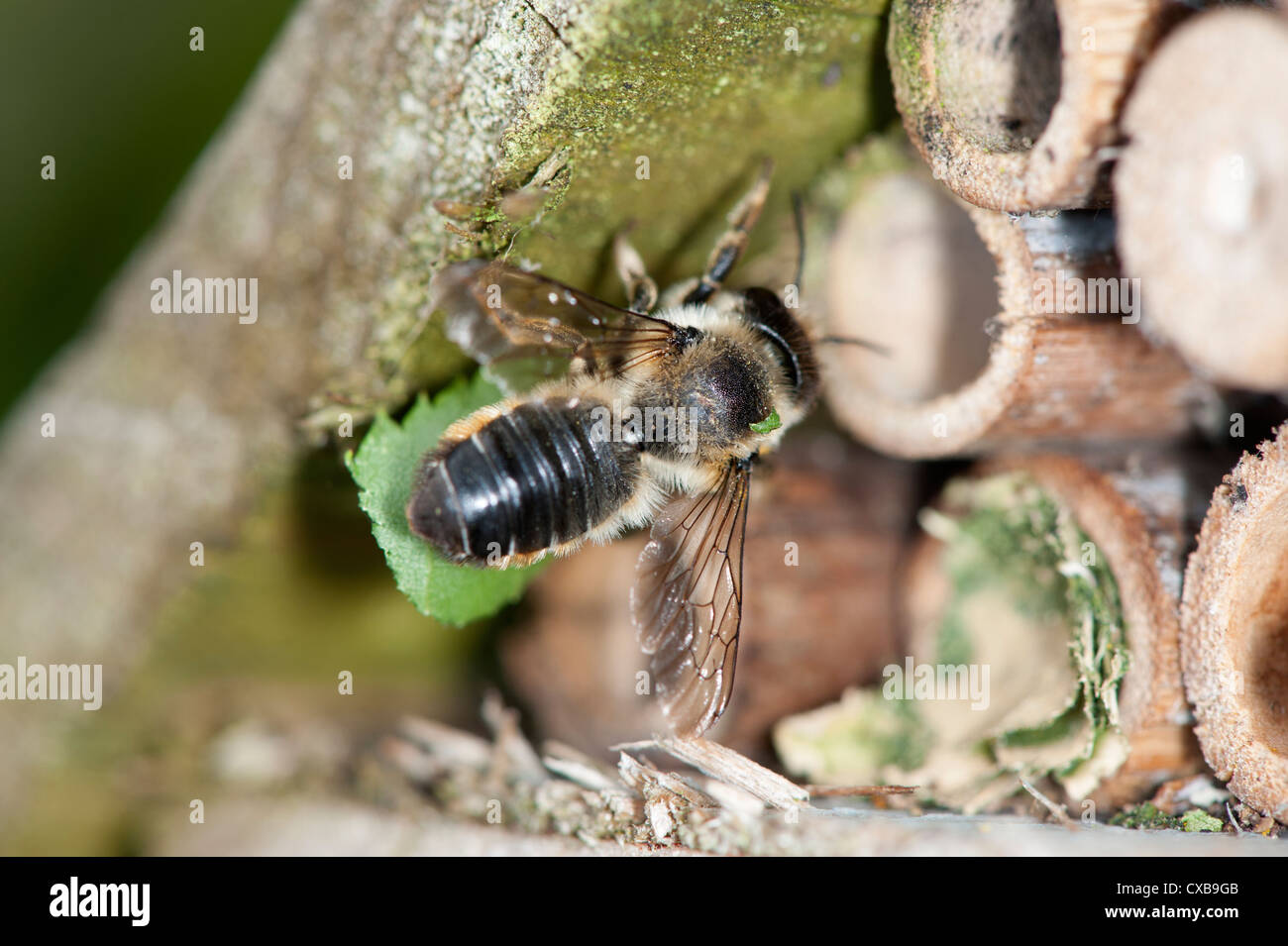 Foglia-Cutter Bee Megachile centuncularis entrando in giardino bug box con battente a tenuta la camera nido Foto Stock