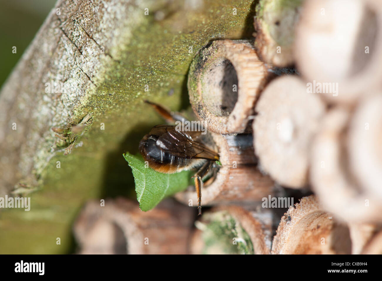 Foglia-Cutter Bee Megachile centuncularis entrando in giardino bug box con battente a tenuta la camera nido Foto Stock