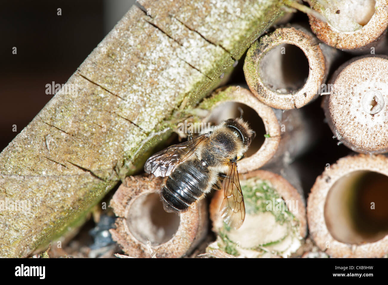 Foglia-Cutter Bee Megachile centuncularis in un giardino bug box composto da canne di cava, Foto Stock
