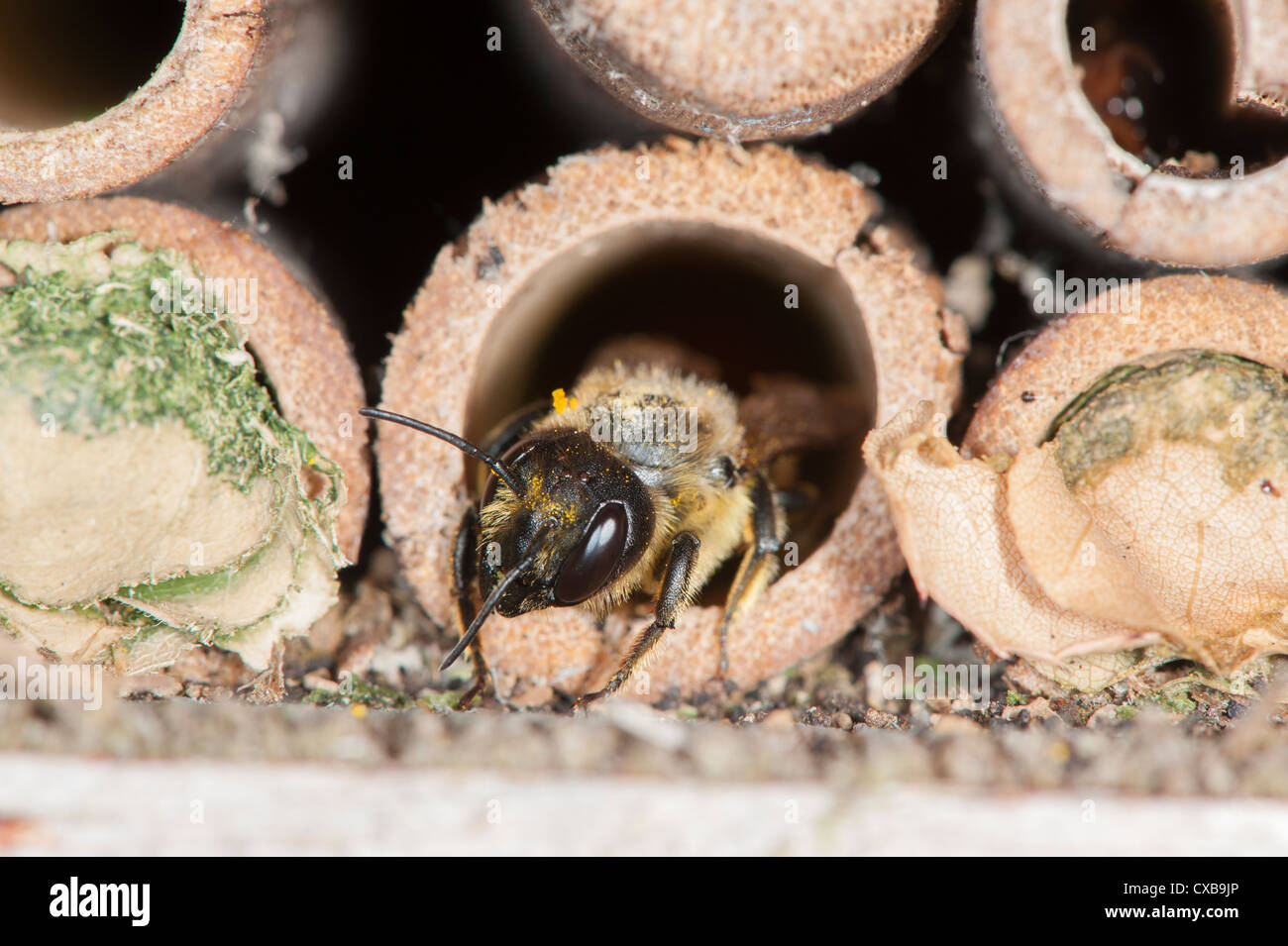 Foglia-Cutter Bee Megachile centuncularis emering da un giardino bug box composto da canne di cava, Foto Stock