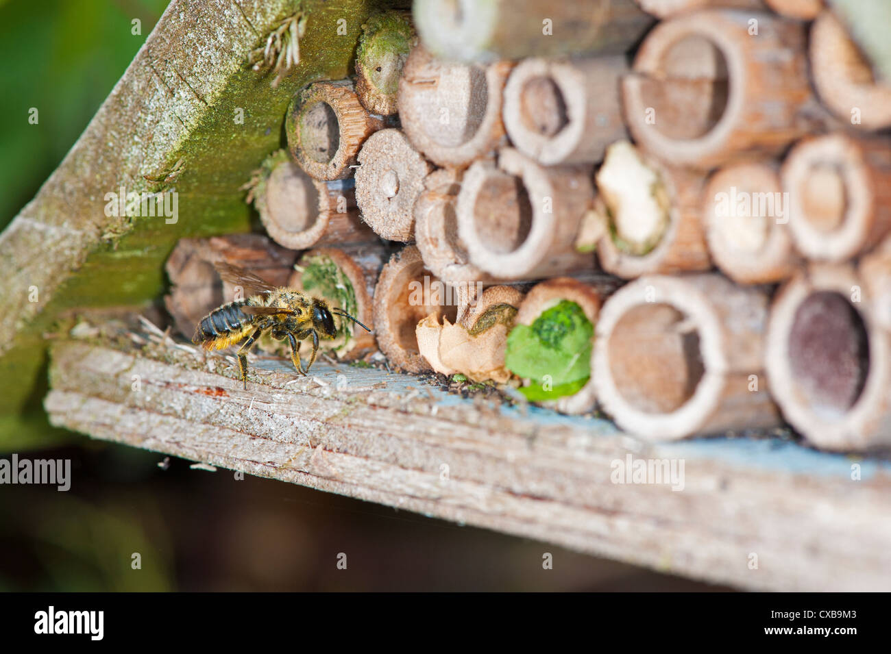 Foglia-Cutter Bee Megachile centuncularis entrando in un giardino bug box composto da canne di cava, Foto Stock