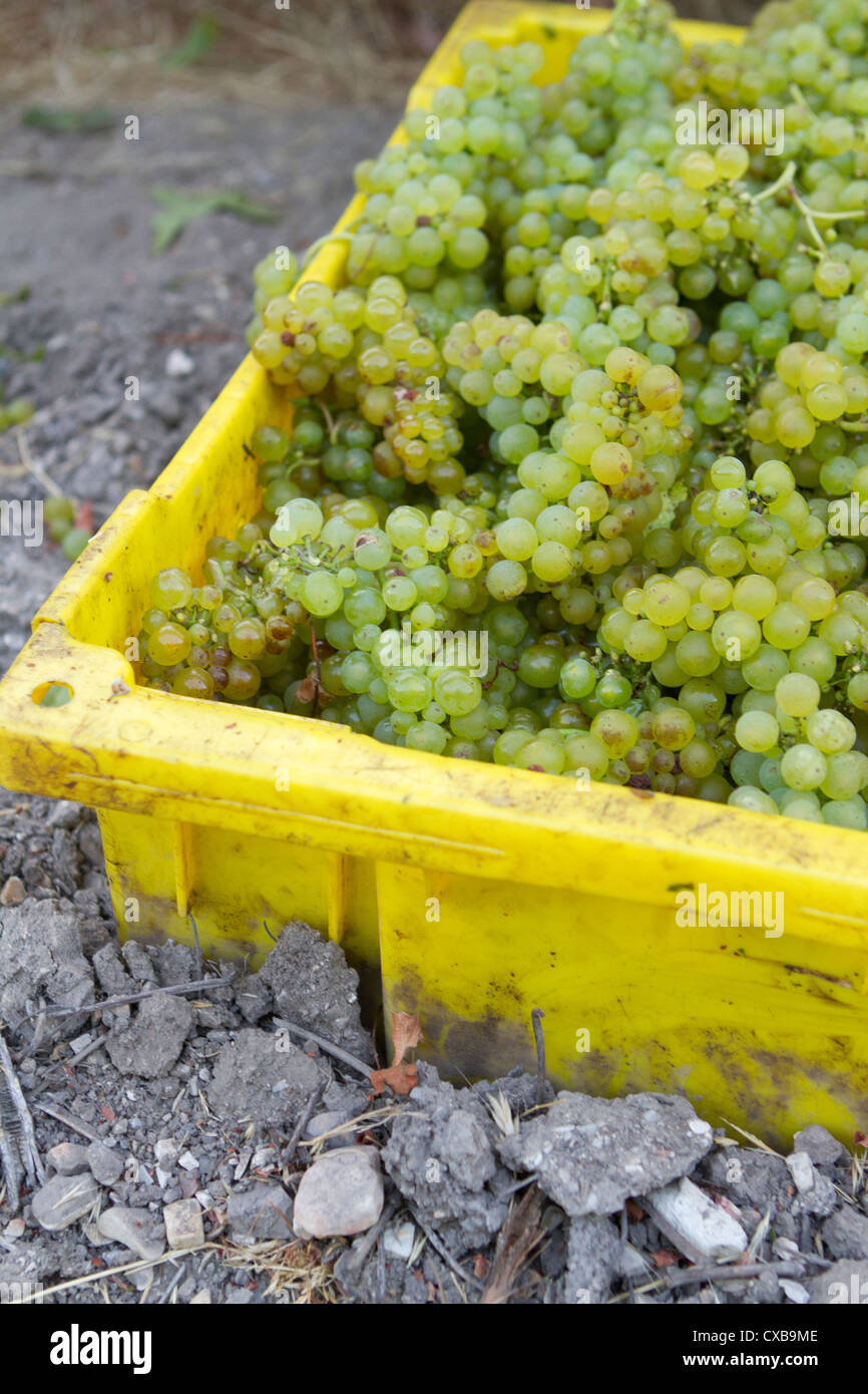 Le uve Chardonnay raccolte dal vitigno in California centrale. Foto Stock