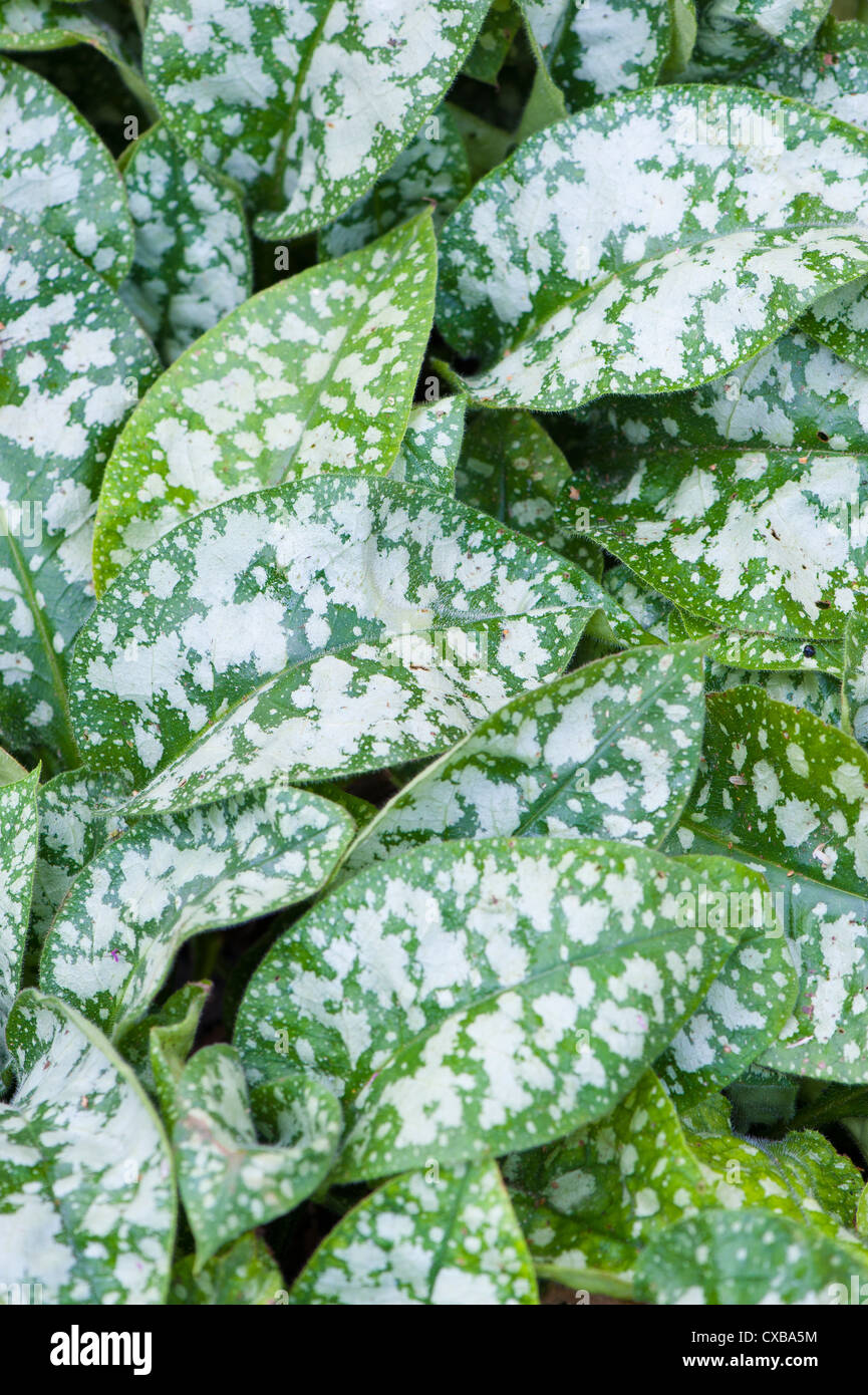 Pulmonarias, lungwort, che mostra i dettagli del fogliame Foto Stock