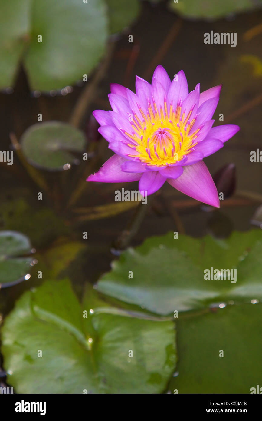 Stella blu acqua giglio (blu fiore di loto) (Nymphaea stellata), fiore nazionale dello Sri Lanka, in Asia Foto Stock