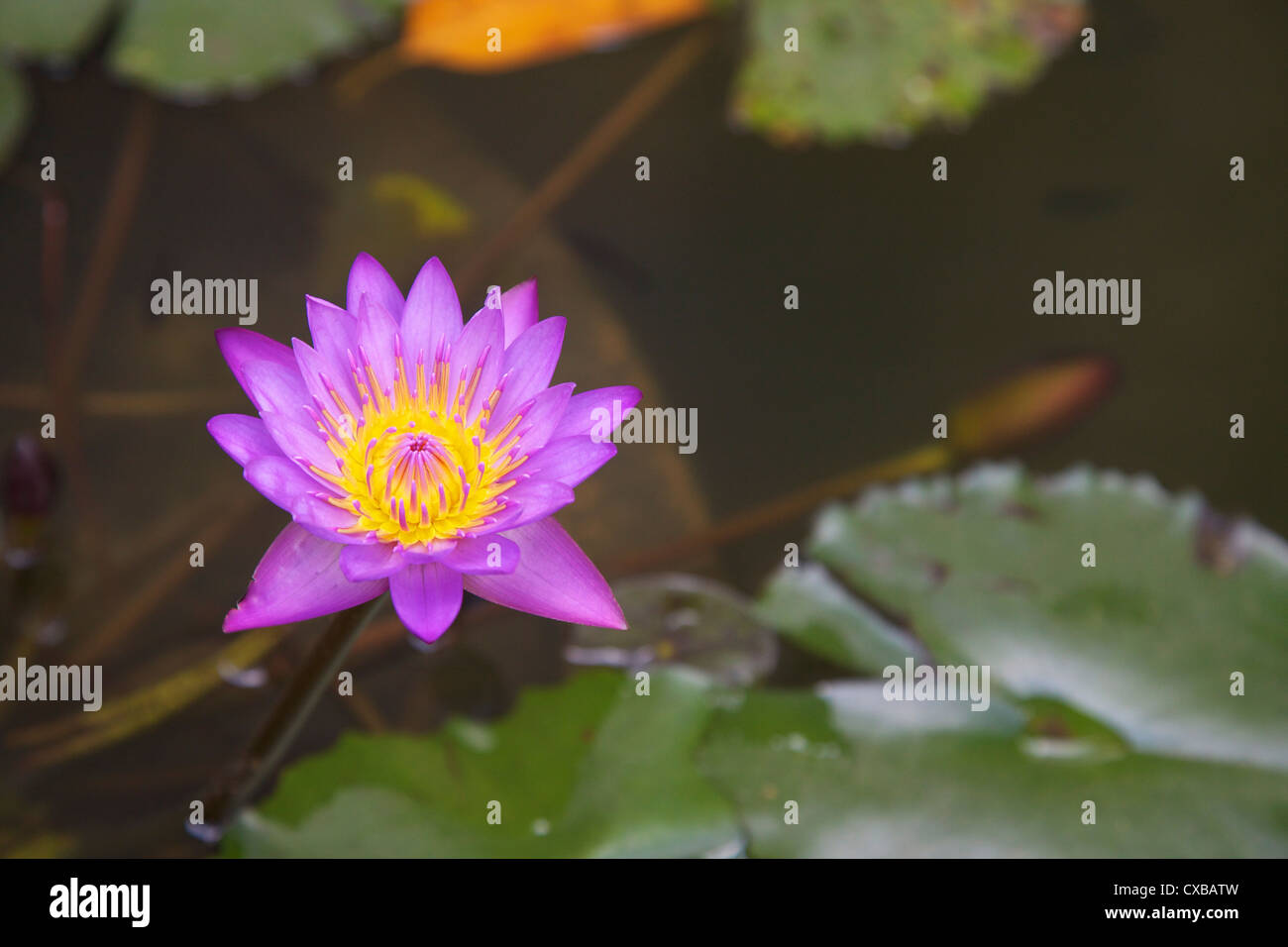 Stella blu acqua giglio (blu fiore di loto) (Nymphaea stellata), fiore nazionale dello Sri Lanka, in Asia Foto Stock