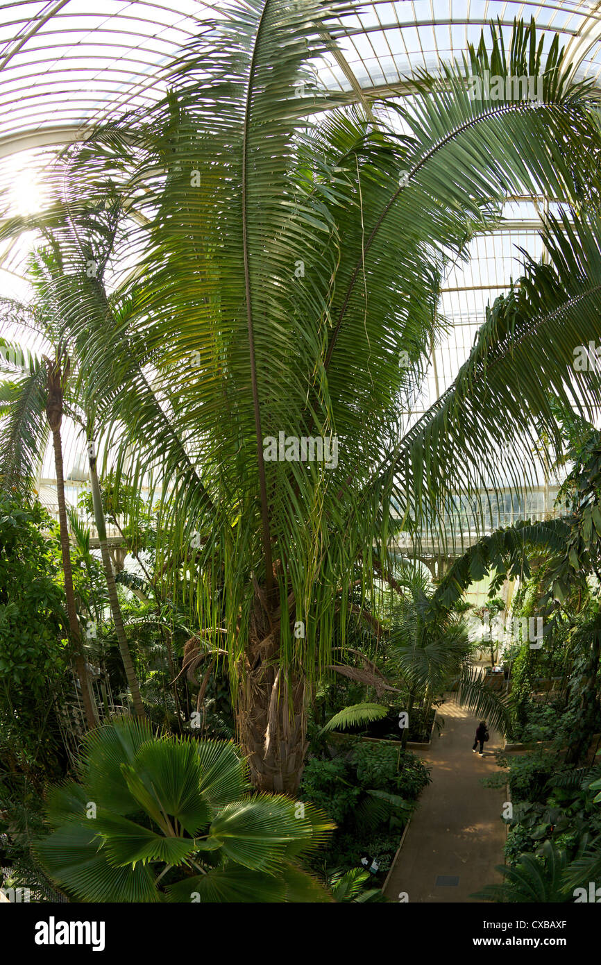 La Casa delle Palme interno, Royal Botanic Gardens, Kew, Sito Patrimonio Mondiale dell'UNESCO, London, England, Regno Unito, Europa Foto Stock