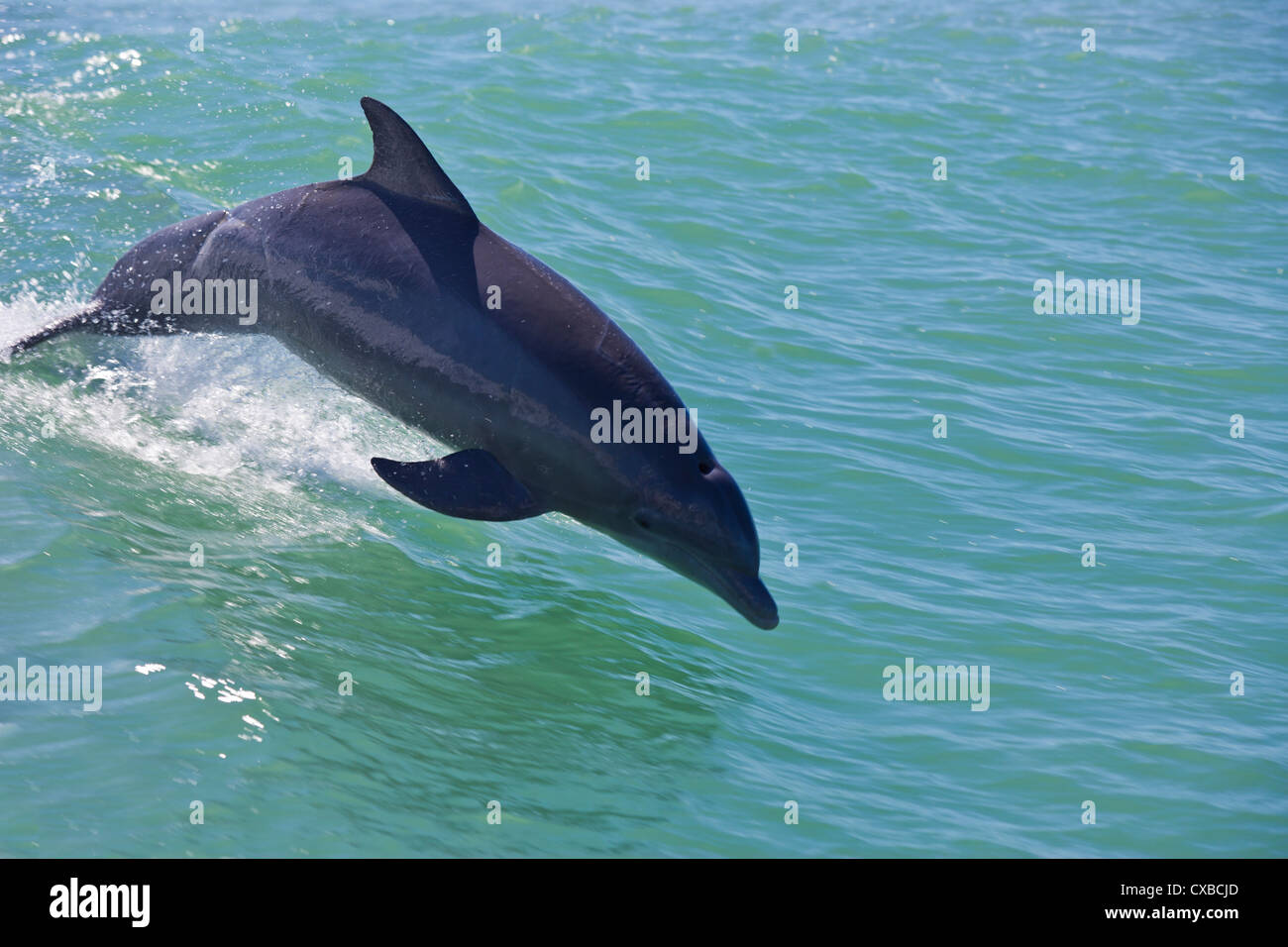 Dolphin salta fuori di acqua Foto Stock