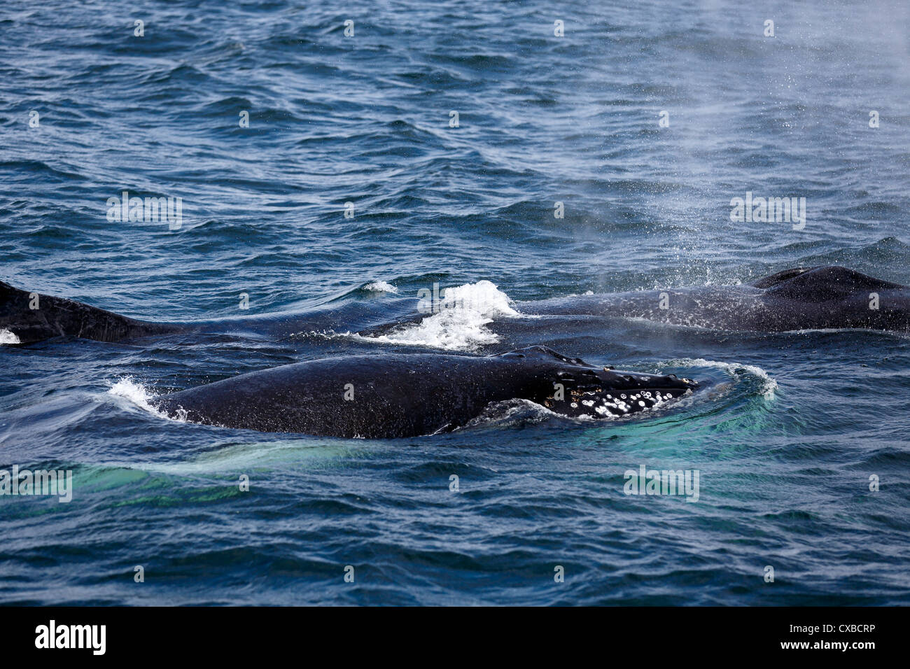 Madre Humpback Whale con vitello, off Brier Island, Baia di Fundy, Nova Scotia Foto Stock