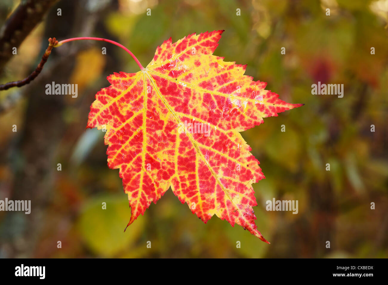 Vista macro di una foglia di acero rosso che cambia colore in autunno. Foto Stock