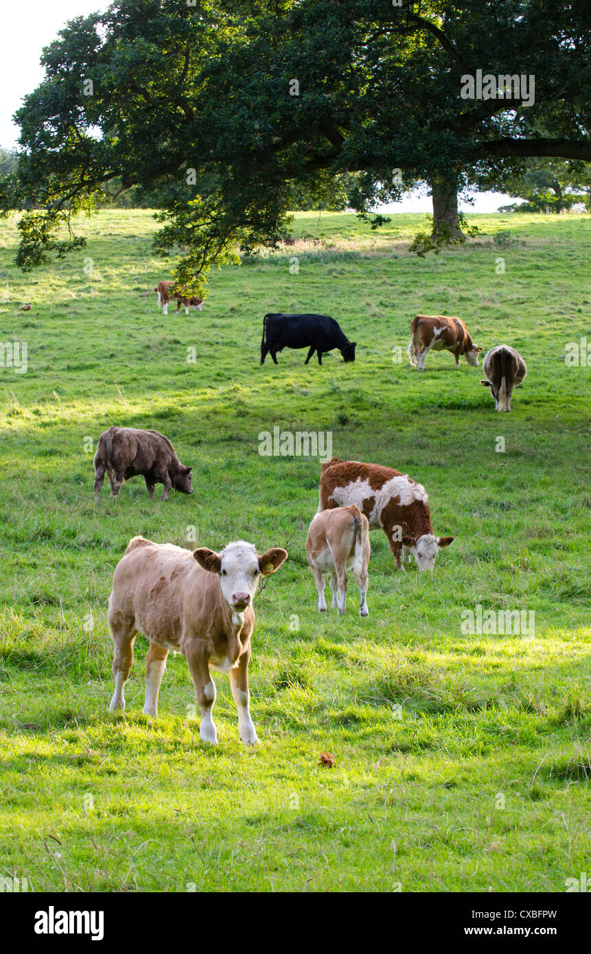 Bovini da carne con vitelli sul pascolo nella luce della sera, Norfolk, Inghilterra, Settembre Foto Stock