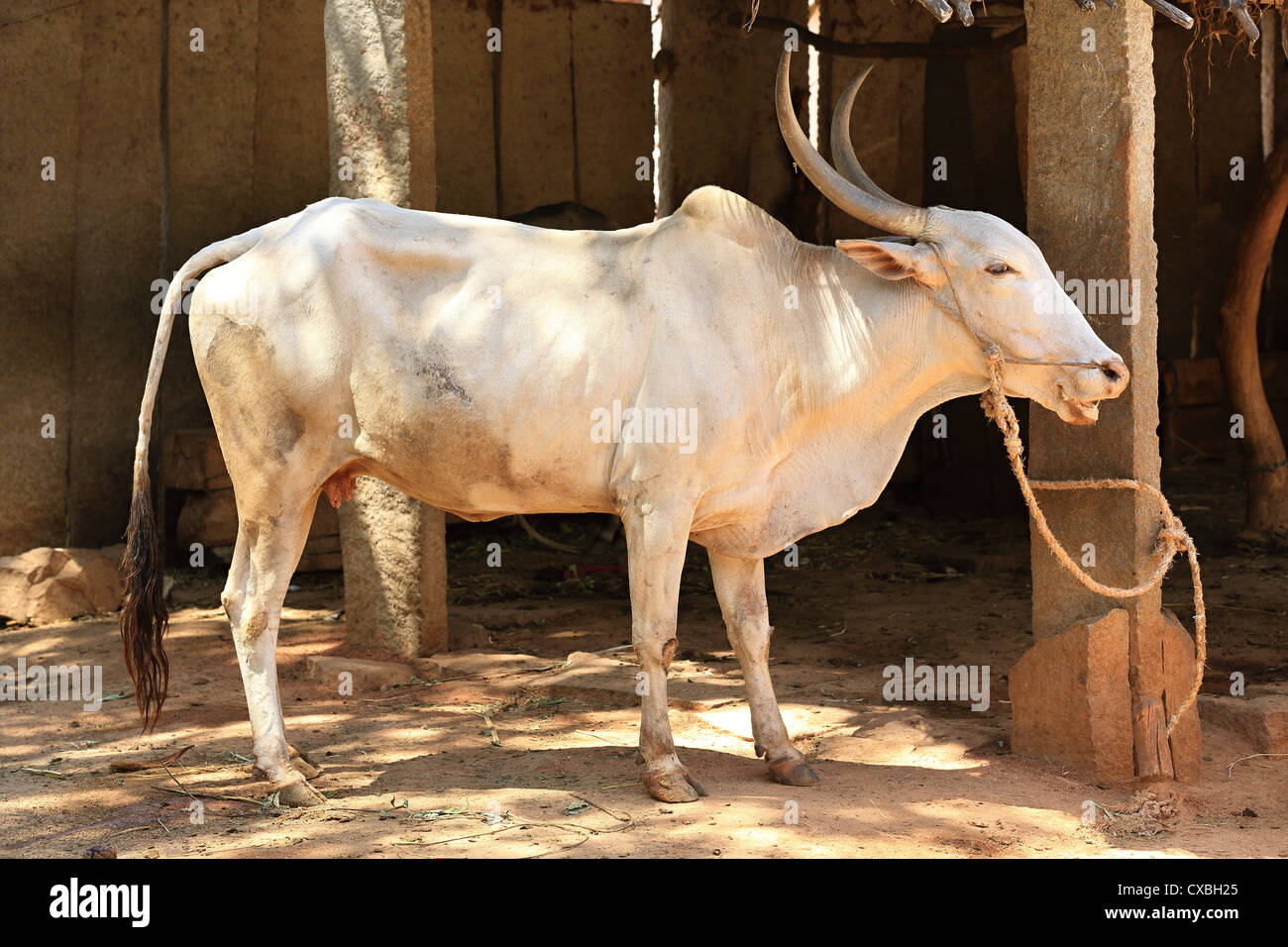 Indian zebù Andhra Pradesh in India del Sud Foto Stock