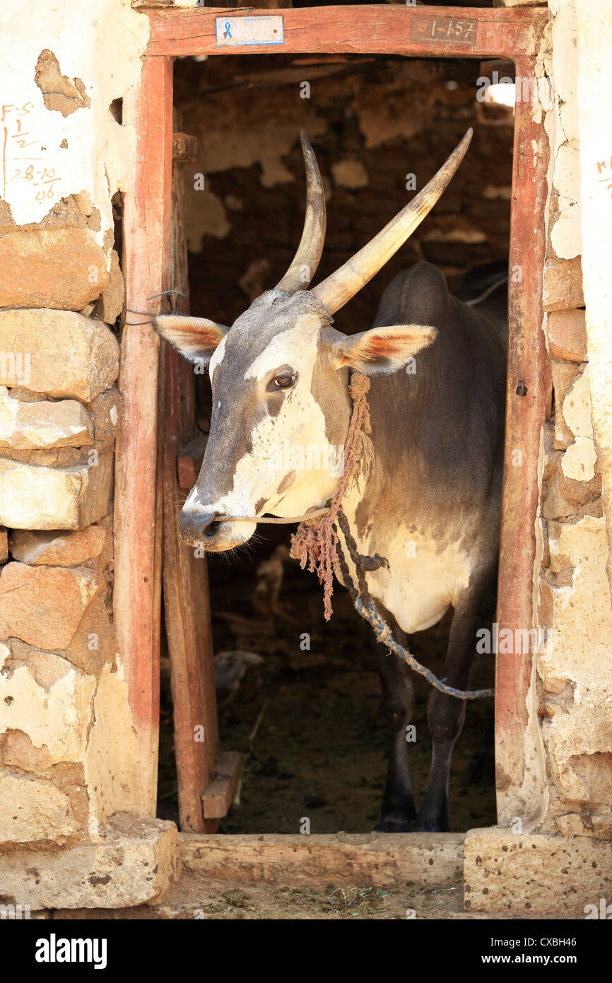 Indian zebù una vecchia casa Andhra Pradesh in India del Sud Foto Stock