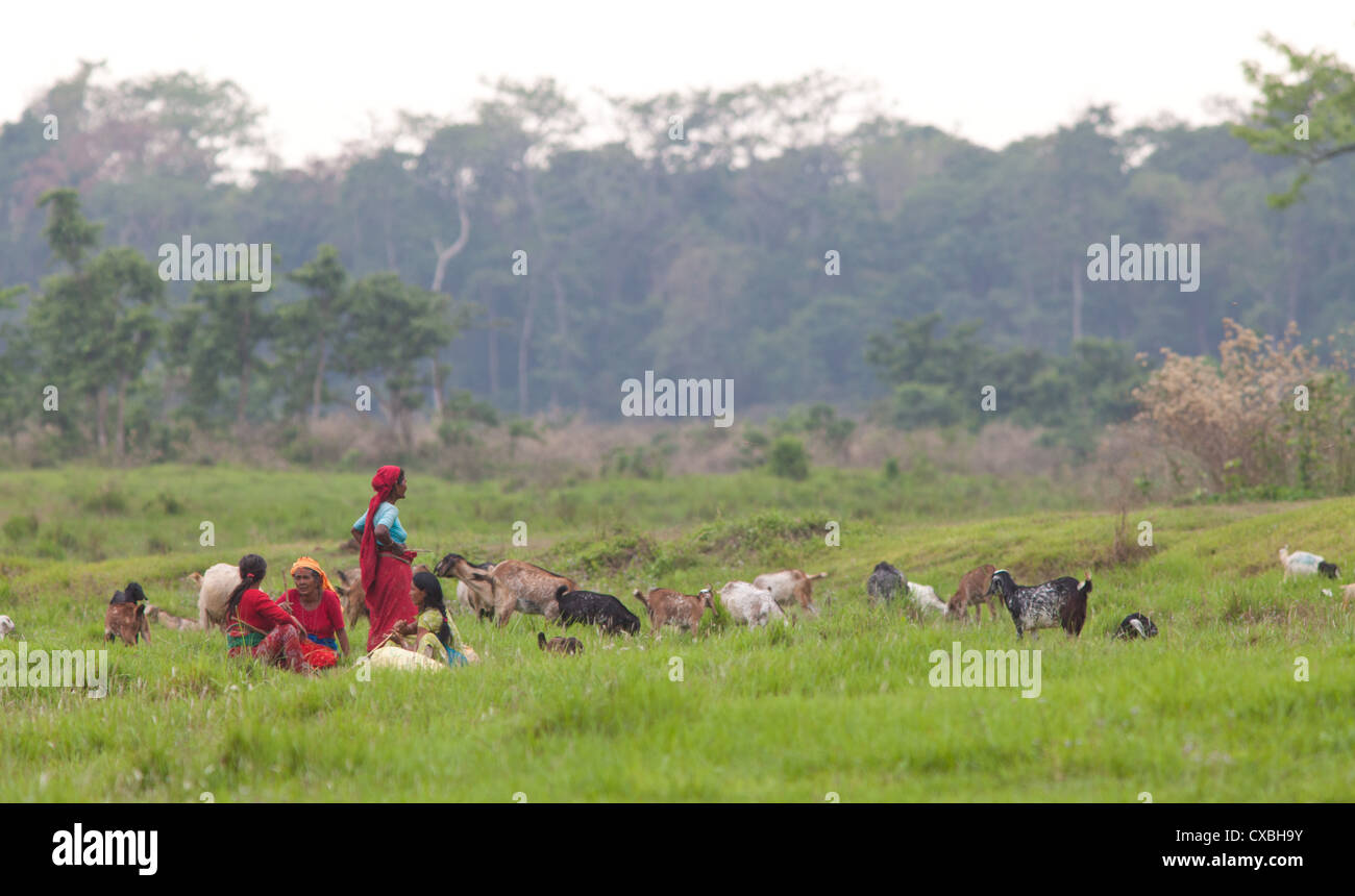 Le donne nepalesi cercando dopo i loro greggi di capre, Chitwan il parco nazionale Foto Stock