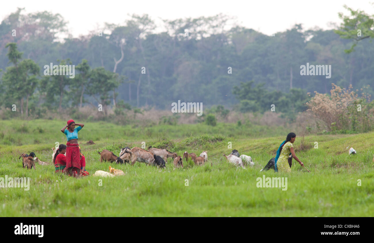 Le donne nepalesi cercando dopo i loro greggi di capre, Chitwan il parco nazionale Foto Stock