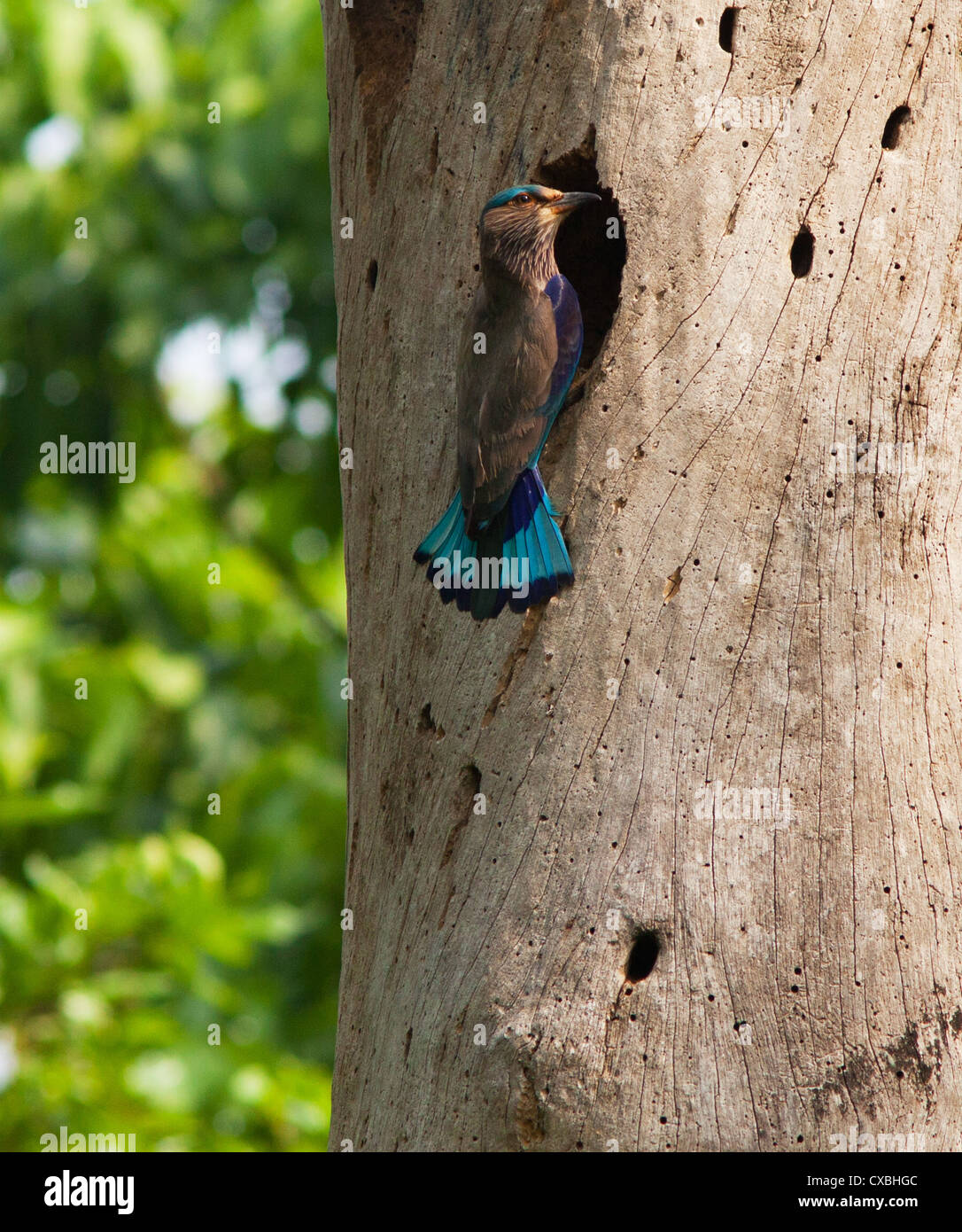 Rullo indiano, Coracias benghalensis, all' ingresso del suo nido in un albero, Nepal Foto Stock