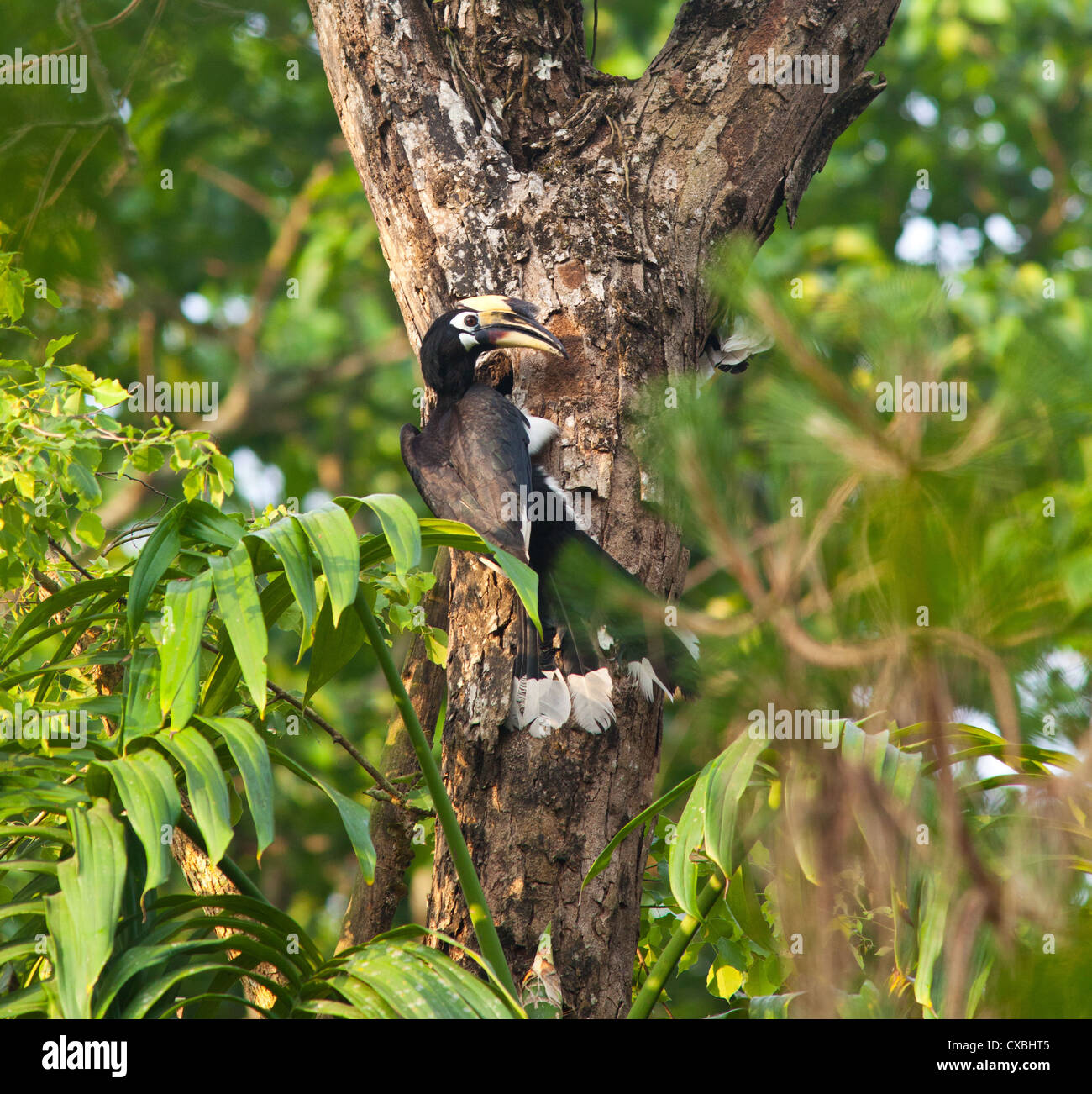 Oriental Pied Hornbill, Anthracoceros albirostris, Chitwan il parco nazionale, il Nepal Foto Stock