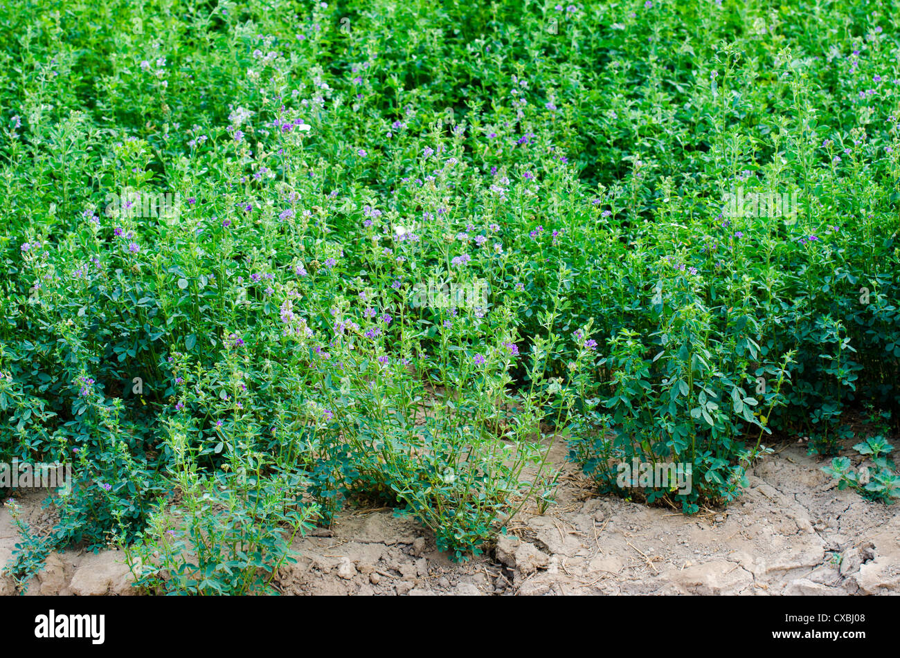 Erba medica le piante coltivate per fieno Foto Stock