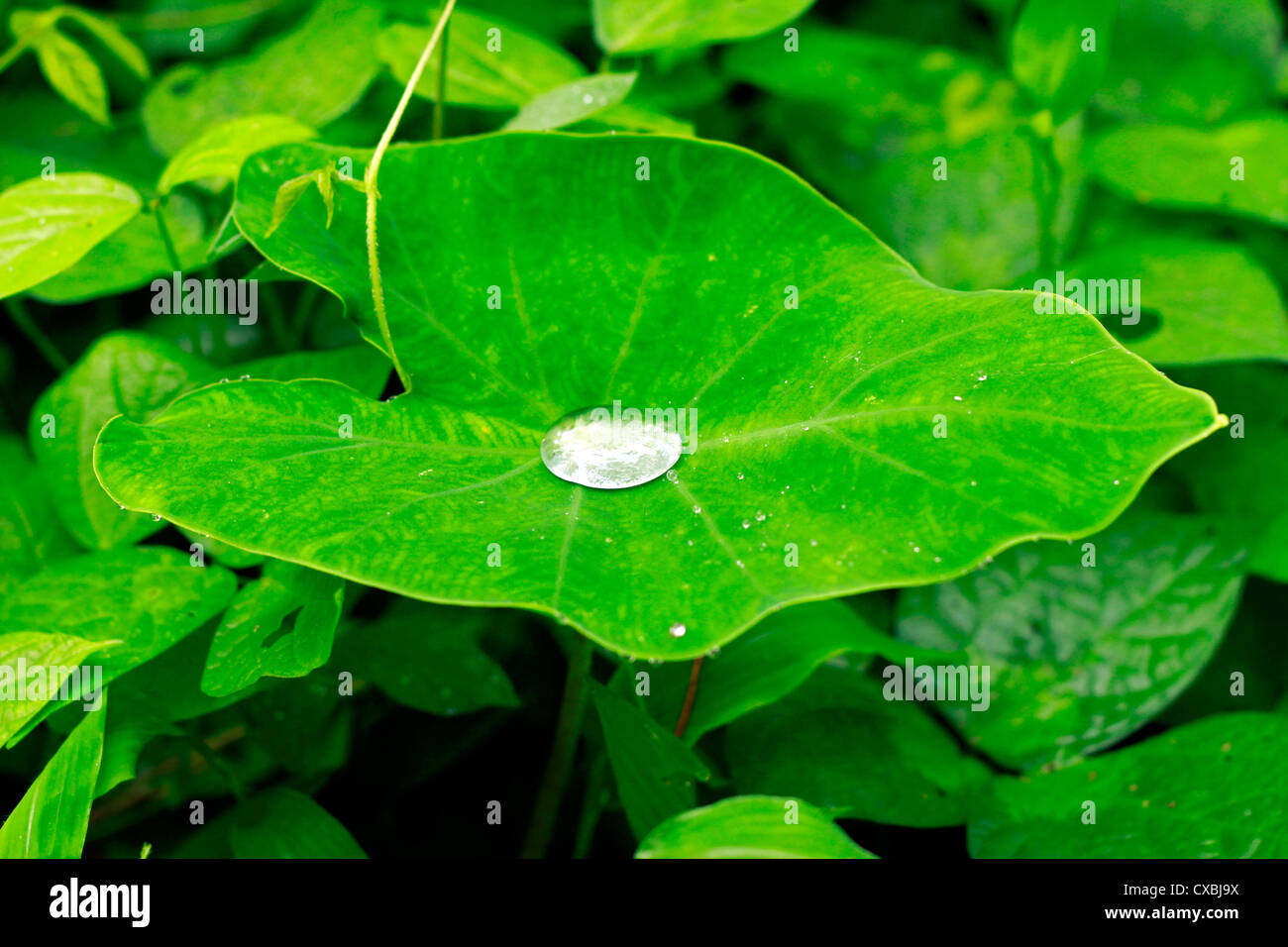 La doccia mattutina lasciando una bella parttern su arrowleaf; chiamato anche l'orecchio di elefante leaf Foto Stock