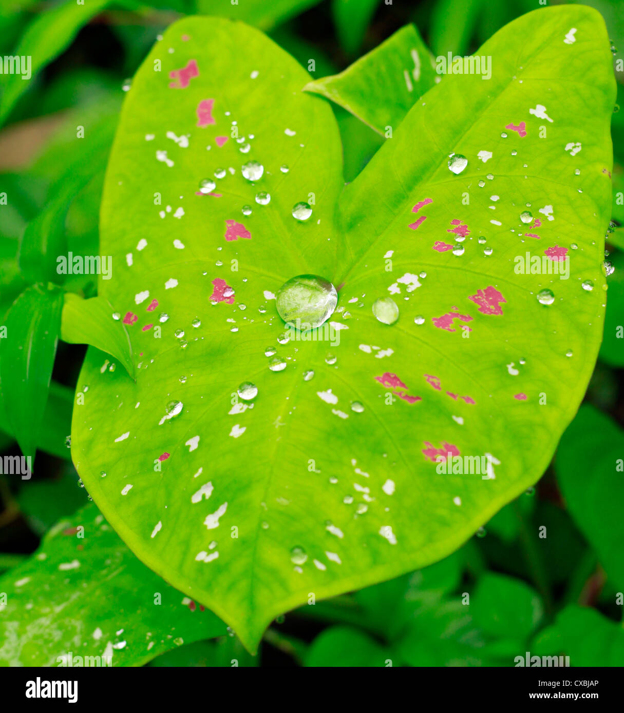 La doccia mattutina lasciando una bella parttern su arrowleaf; chiamato anche l'orecchio di elefante leaf Foto Stock