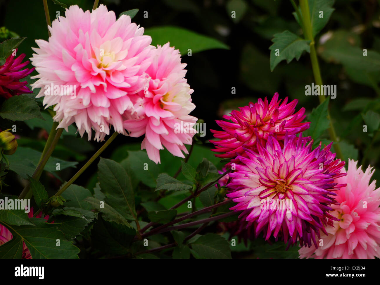 Rosa, viola, fucsia dalie in fiore Foto Stock