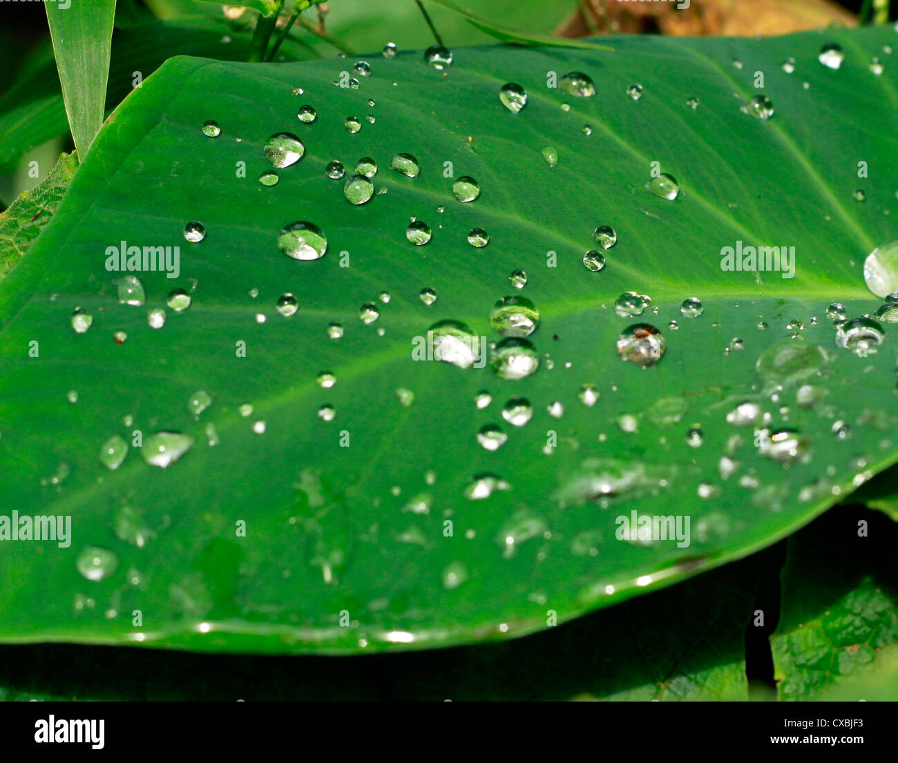 La doccia mattutina lasciando una bella parttern su arrowleaf; chiamato anche l'orecchio di elefante leaf Foto Stock