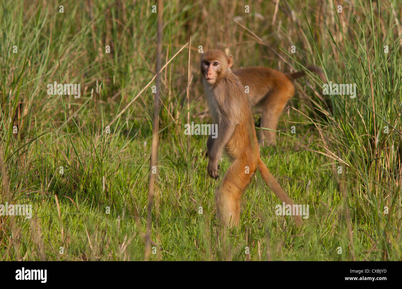 Macaco Rhesus, macaca mulatta, Bardia National Park, il Nepal Foto Stock
