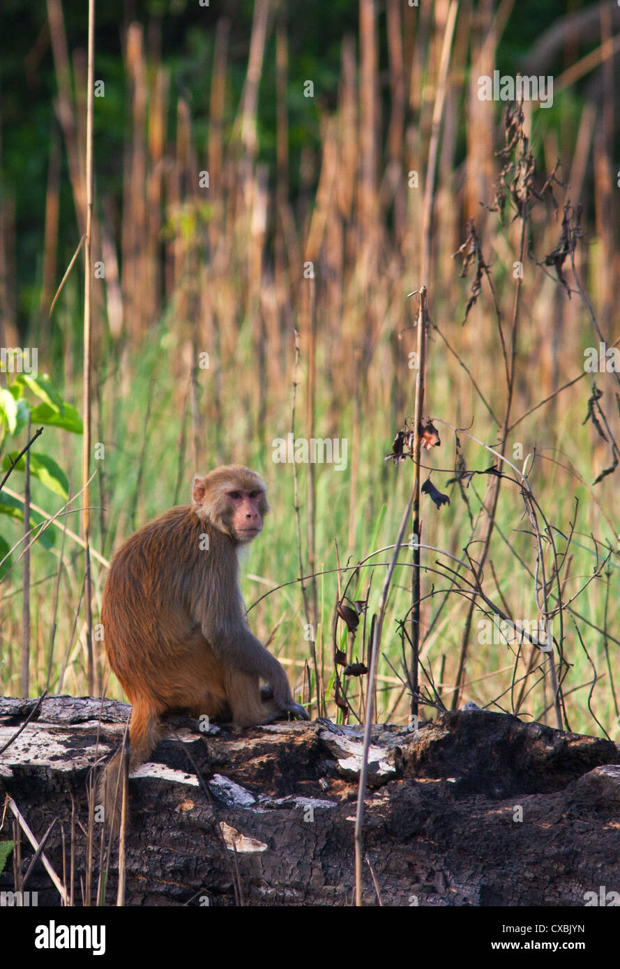 Macaco Rhesus, macaca mulatta, Bardia National Park, il Nepal Foto Stock