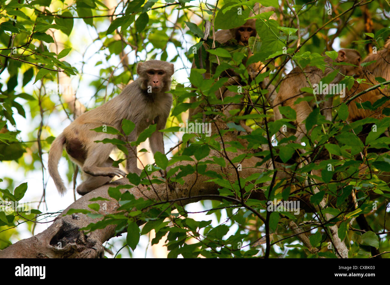 Macaco Rhesus, macaca mulatta, Bardia National Park, il Nepal Foto Stock