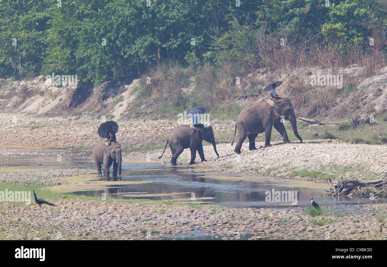 Il nepalese Mahouts cavalcare i loro elefanti accanto a un fiume a Bardia National Park, il Nepal Foto Stock