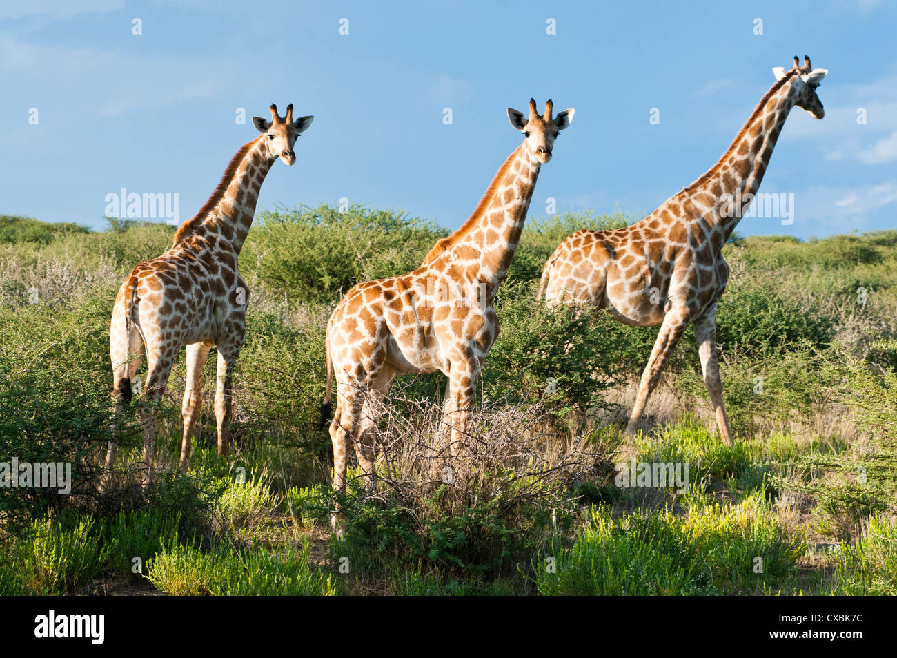 Giraffe (Giraffa camelopardalis), Namibia, Africa Foto Stock