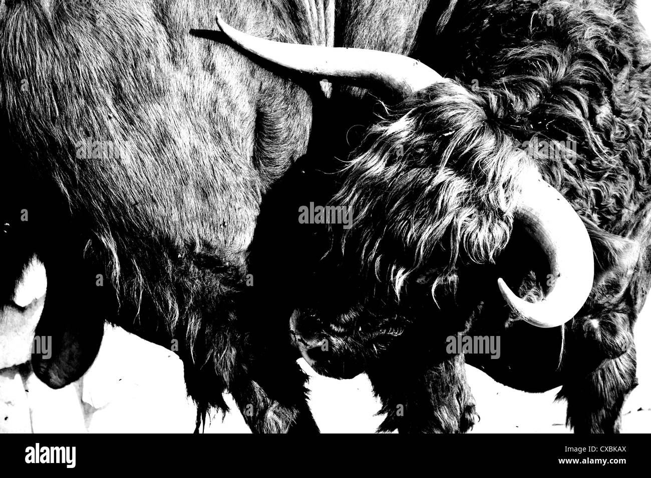 Primo piano della Highlands scozzesi i tori di testa con corna Foto Stock