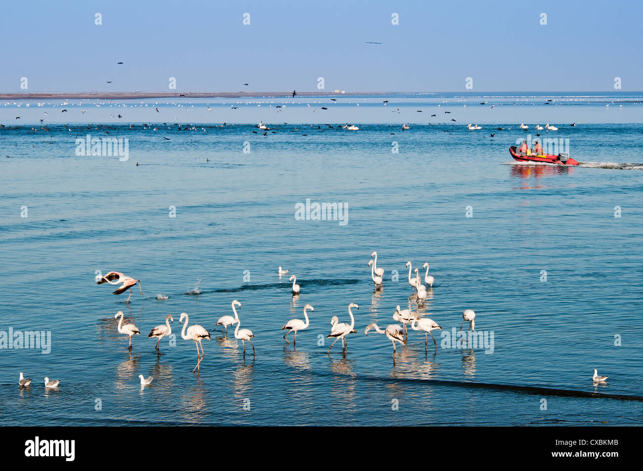 Maggiore fenicotteri (Phoenicopterus ruber roseus), Walvis Bay, Regione di Erongo, Namibia, Africa Foto Stock