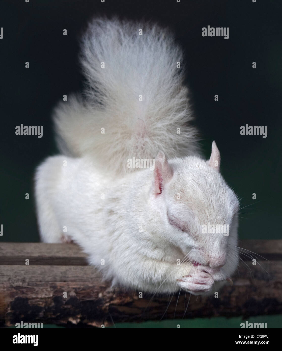 Albino scoiattolo grigio (Sciurus carolinensis), Regno Unito Foto Stock